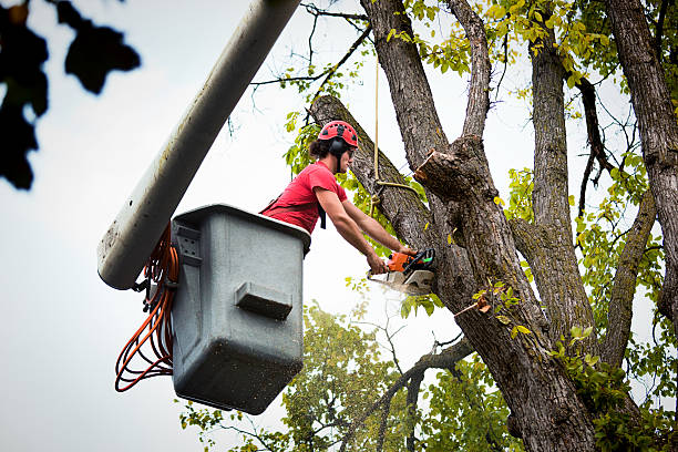 Tree and Shrub Care in Flatonia, TX